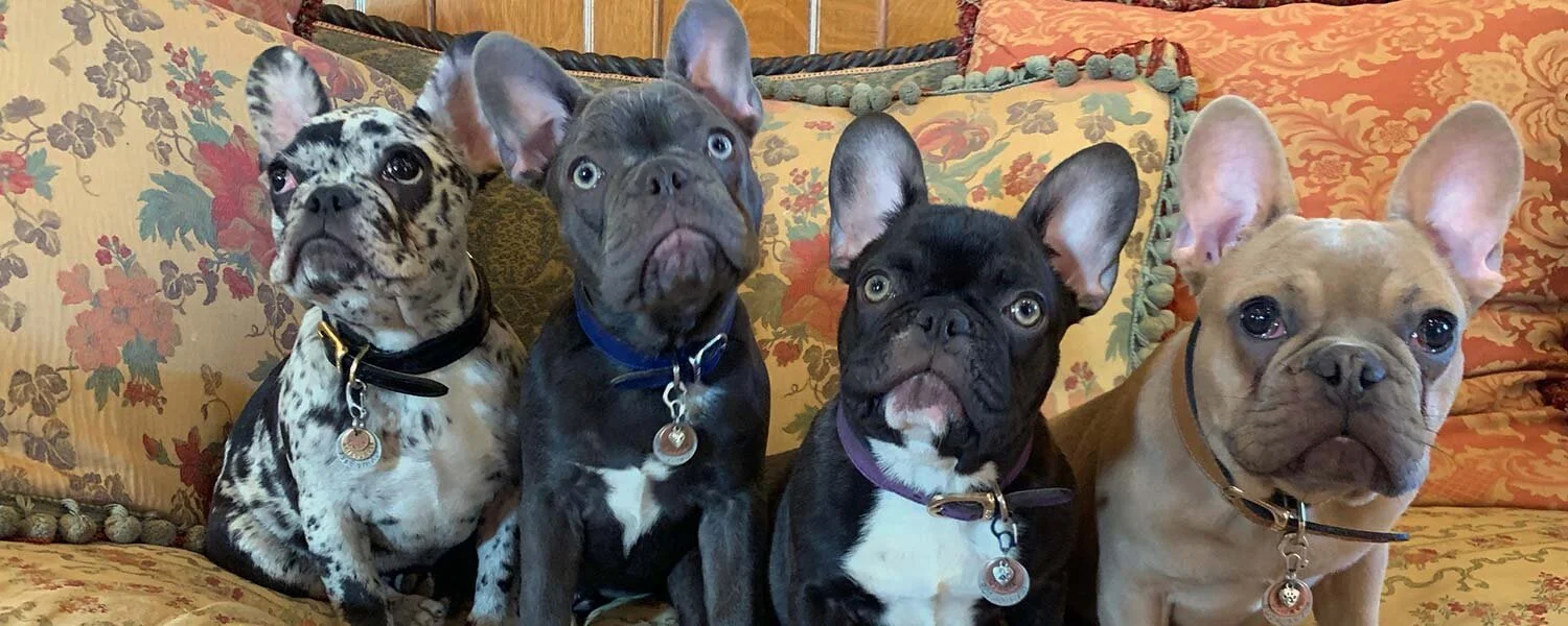 blue lake frenchies