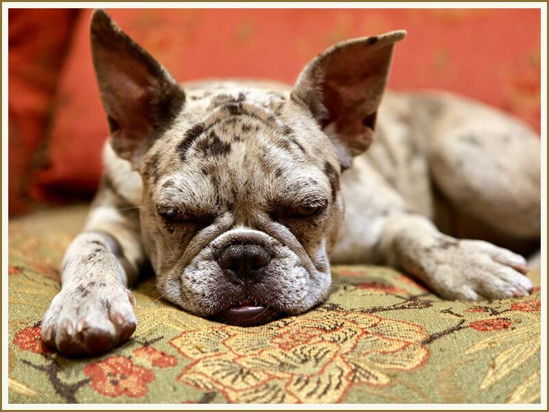 why are french bulldog expensive?