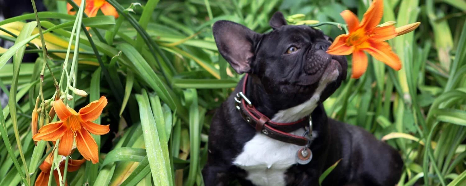 Do French Bulldogs Have Dew Claws
