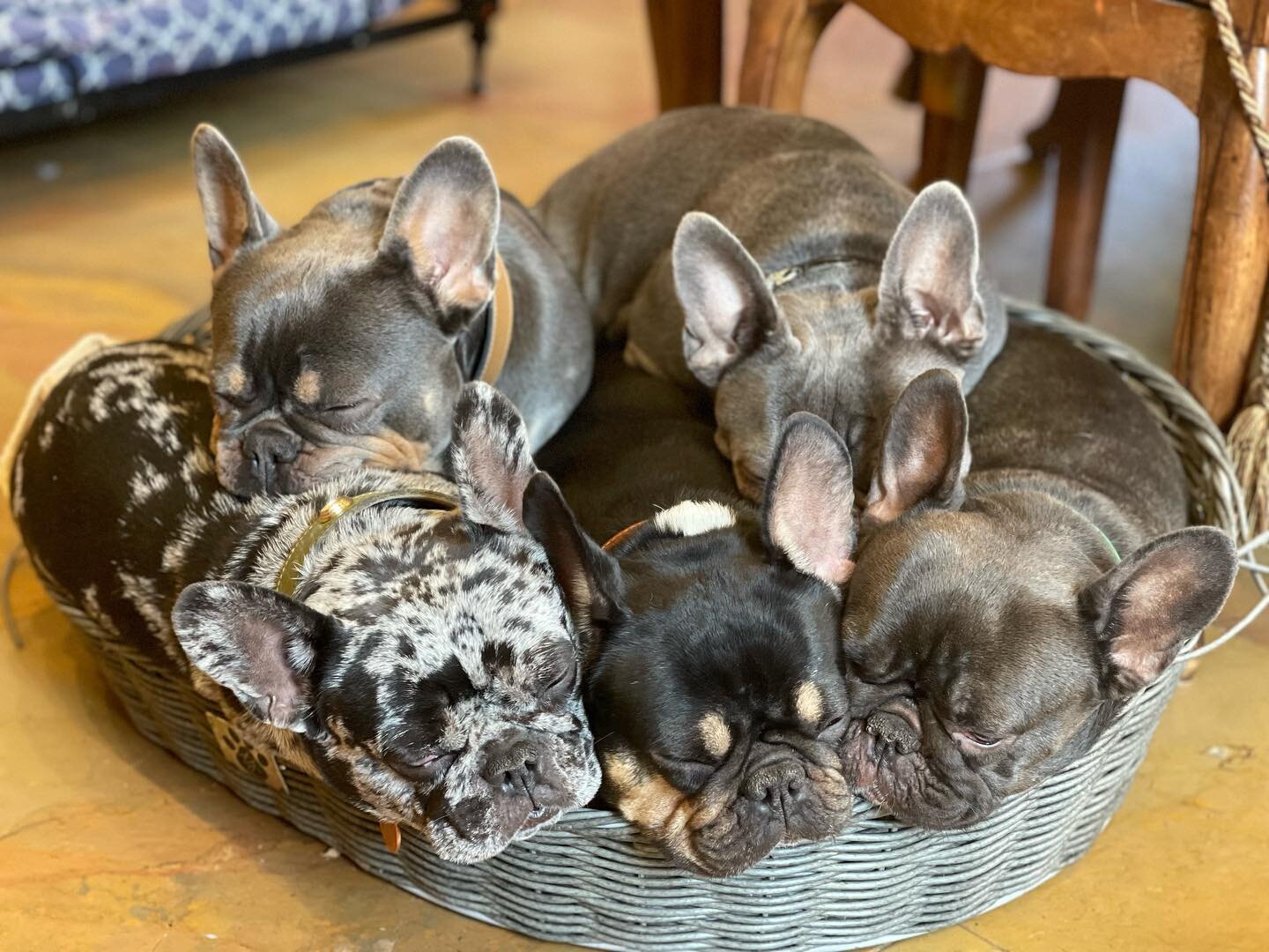 It can&rsquo;t get better than a basket full of Frenchies!!!!!!

#frenchiecrew#frenchieoverload#frenchievids#frenchiefun#frenchie1#frenchielove_feature#frenchiemoments#cutefrenchie#cutefrenchies#cutefrenchbulldogs#bestfrenchie#bestfrenchies#rarefrenc