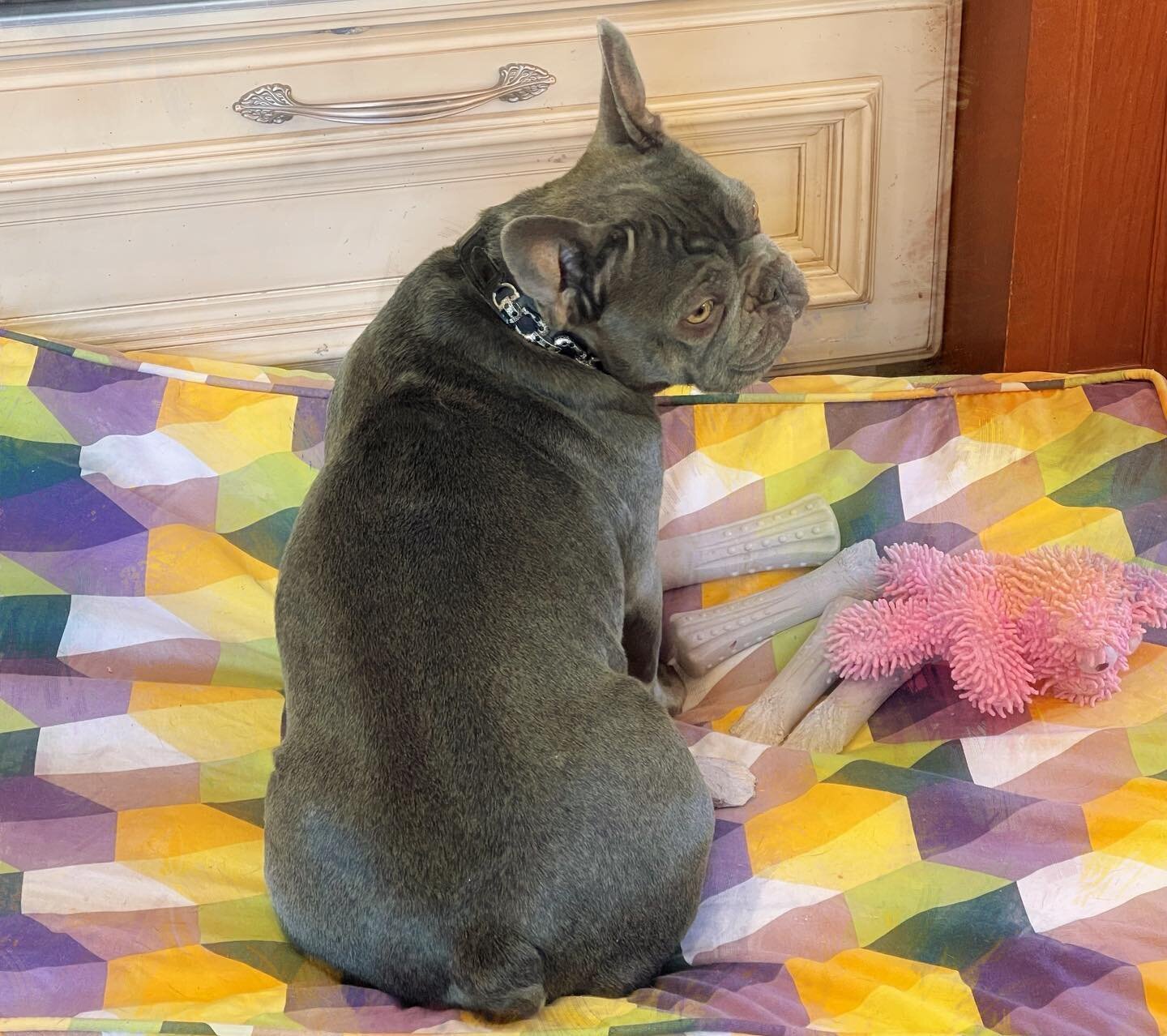 Her favorite pose.

#Frenchies#frenchbulldog#french_bulldogs#frenchbully#frenchbulldogpics#frenchbulldogsrule#frenchbul#frenchiesoverload#frenchie#frenchie_corner#frenchie_photos#frenchiesociety#frenchiesofinstagram#lilacfrenchie#frenchiephoto#french