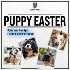 PUPPY EASTER_Instagram Tile.jpeg
