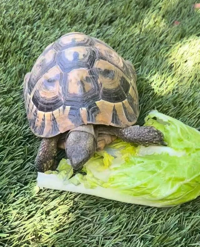 New piece on Substack on ways to budget your energy. xo