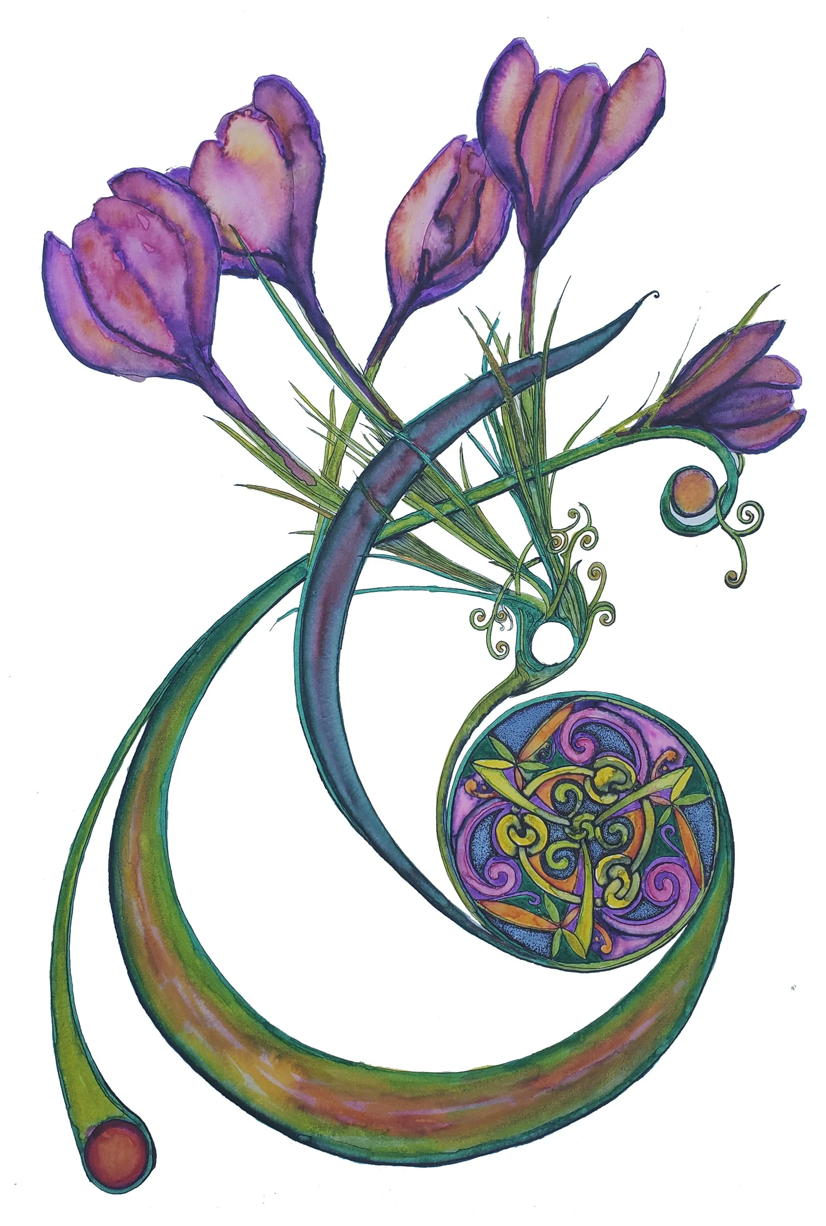 Purple Crocus