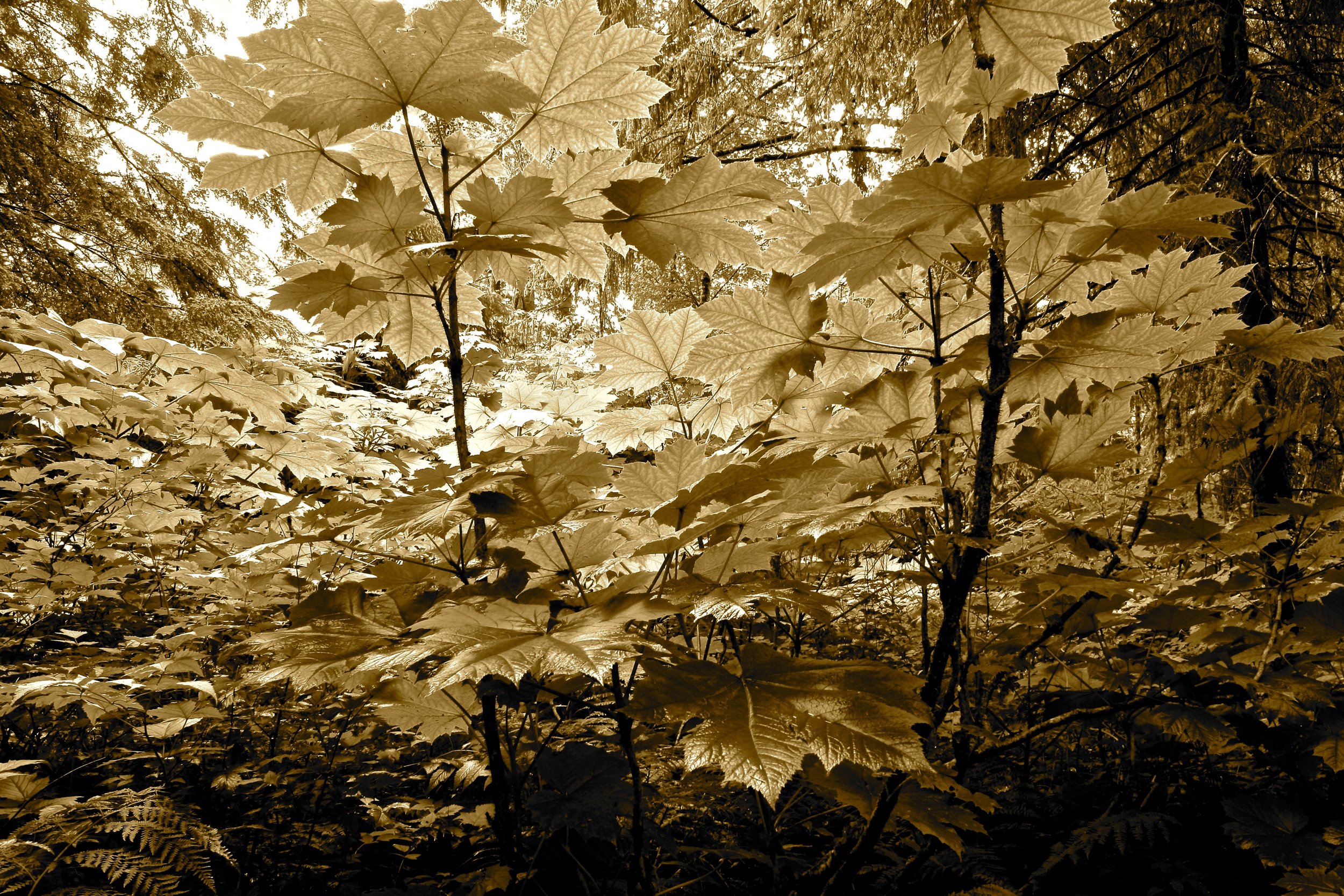 Copyright © Robert Cossick