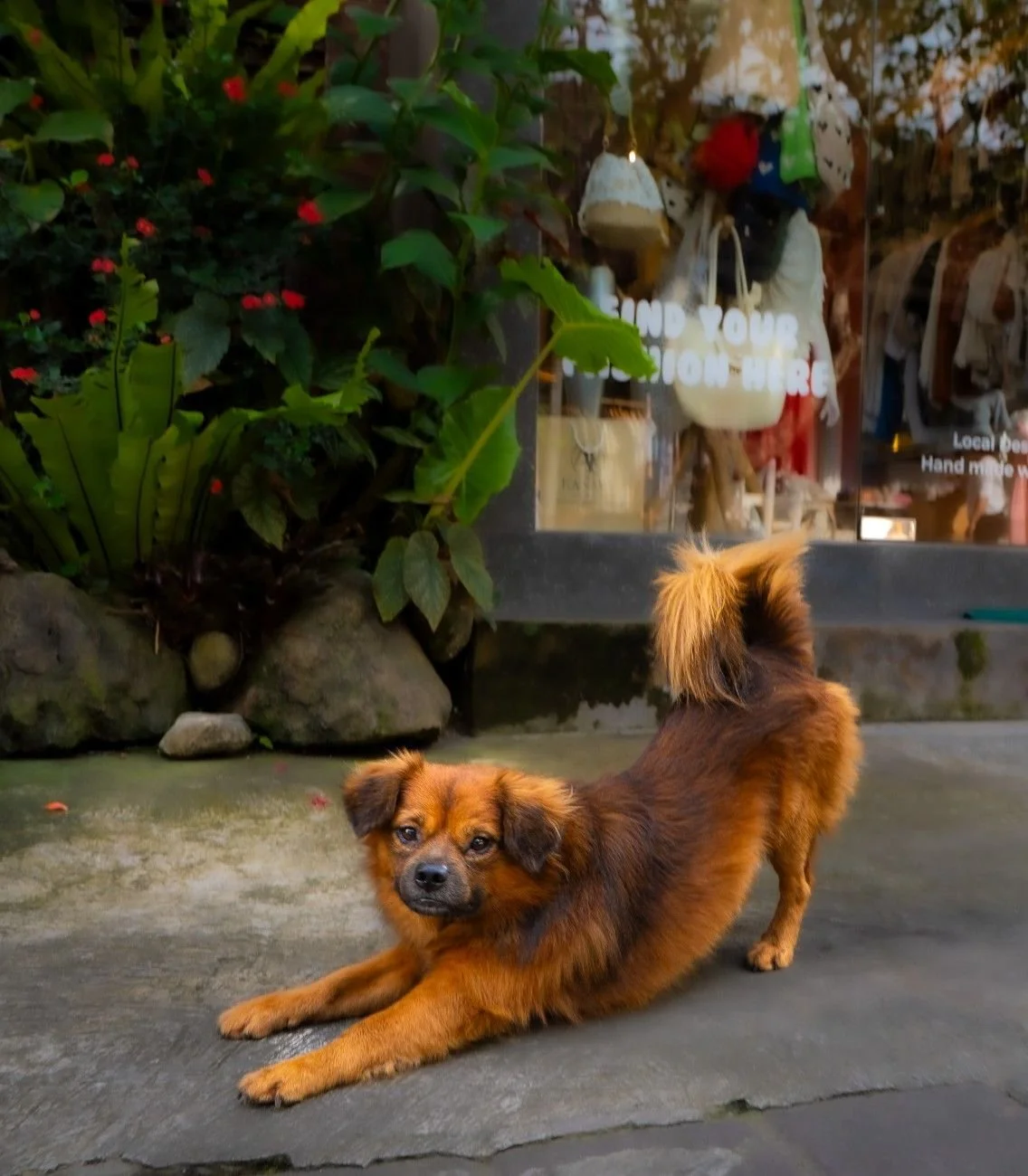 Friendly dog outside Pesona Lounge Ubud