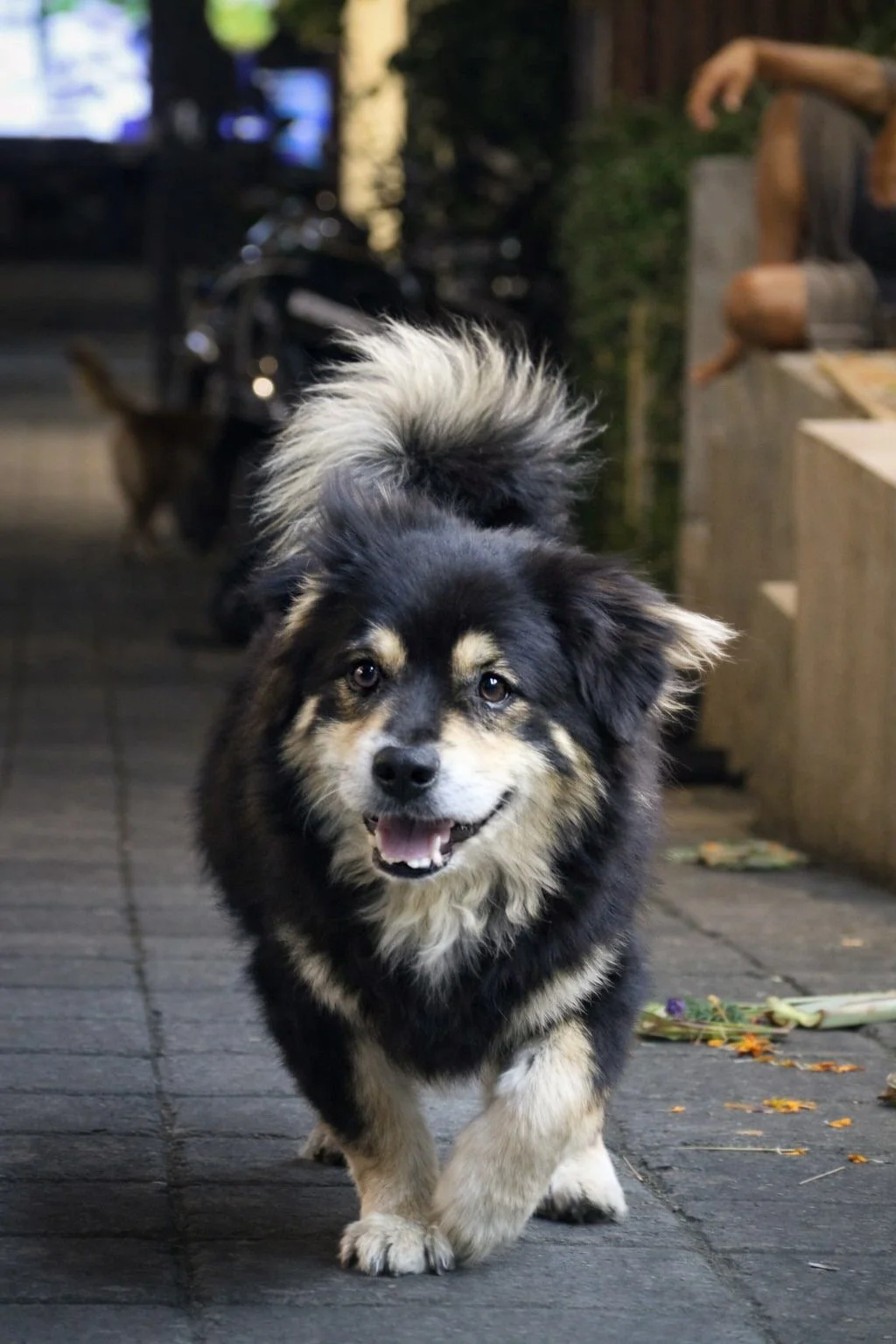 our celebrity in gautama street