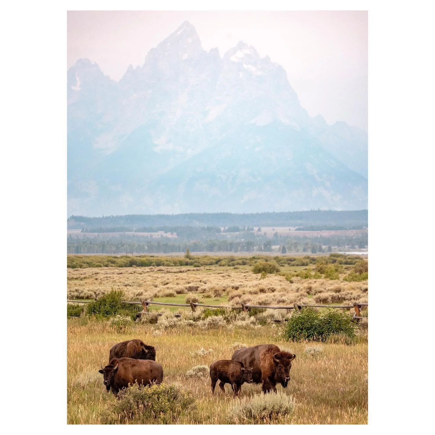 woke up at 6 am last week to photograph these beauties for a story by @sightsonwheels about the bison rut season in @jhnewsandguide 🦬