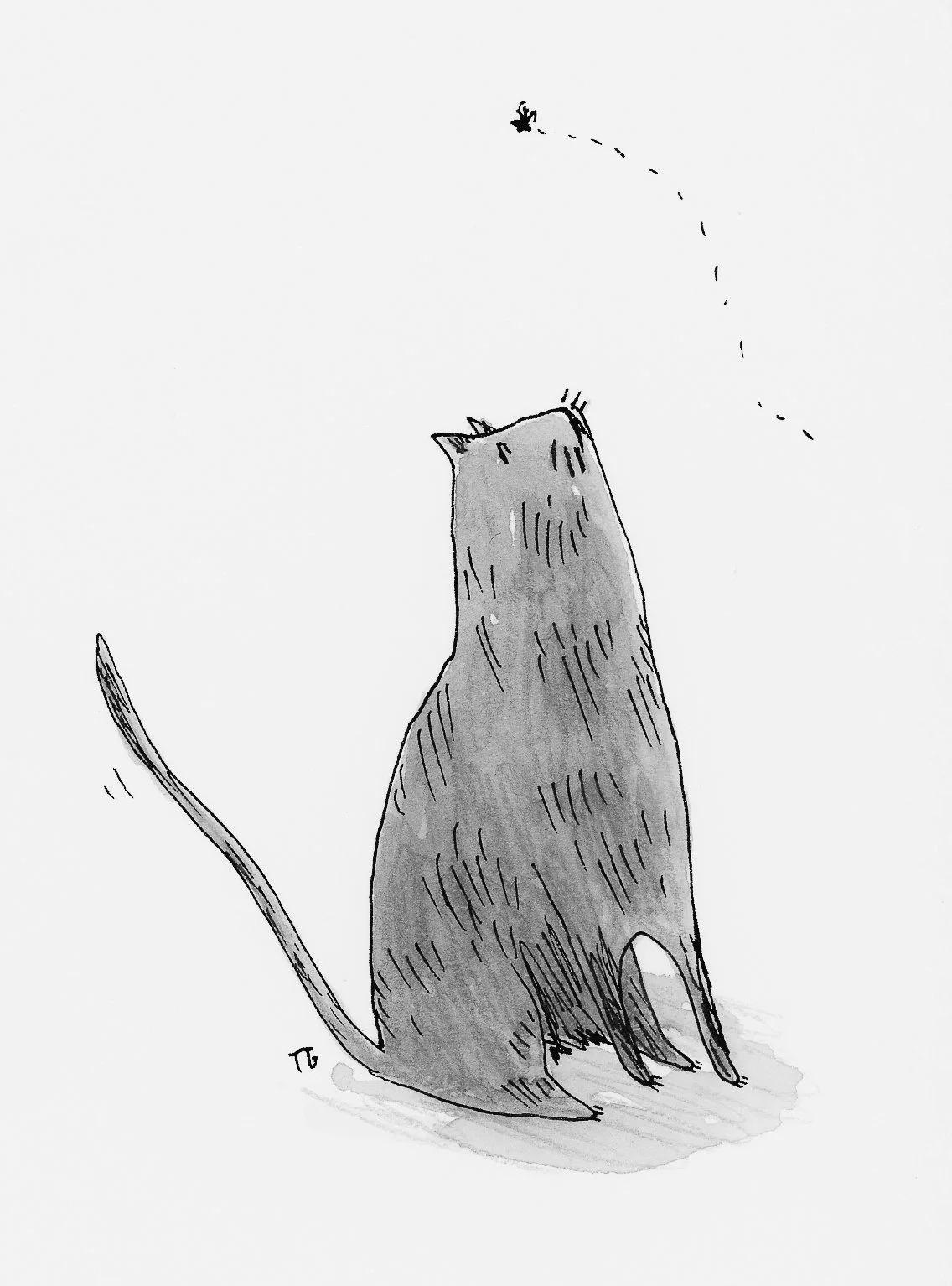 Cat vs Fly