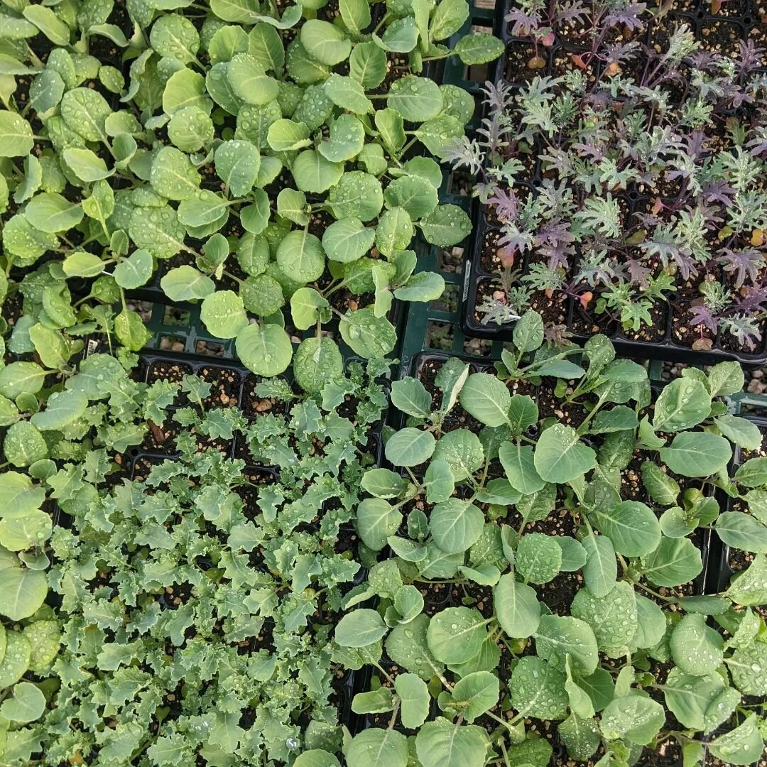 These cold-tolerant plant starts are loving life. Today we moved our kale, cabbage, bok choy, and other greens from the @featherrivercollege greenhouse to the hoop house at the farm! We will begin hardening them off to get planted out in the fields. 