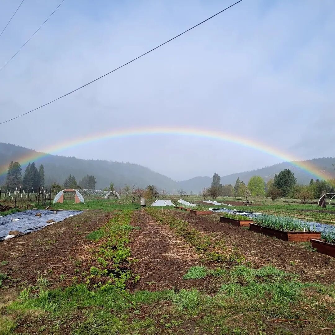 Days like these ✨💛✨

.
.
.
.
.
.
Photos taken of Rugged Roots Farm on Monday by Natasha and Mandy. 
#localfarm #communityfoodsystems #gold #plumascounty