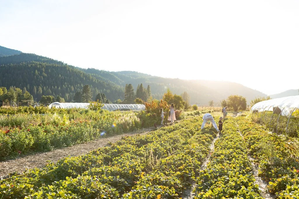 Victoria Ann Photography