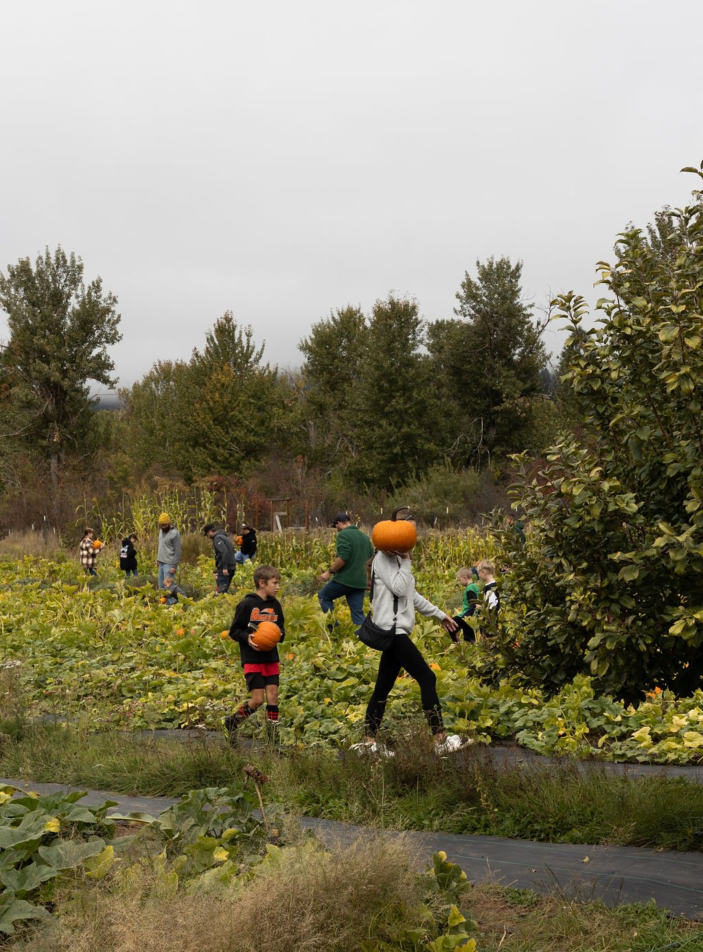 Victoria Ann Photography