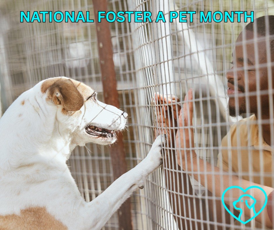 June is National Foster a Pet Month ❤️ As a community that cherishes our furry friends, we believe every pet deserves a loving home. 

Fostering is a fantastic way to provide temporary care for pets in need, helping them find their forever families. 