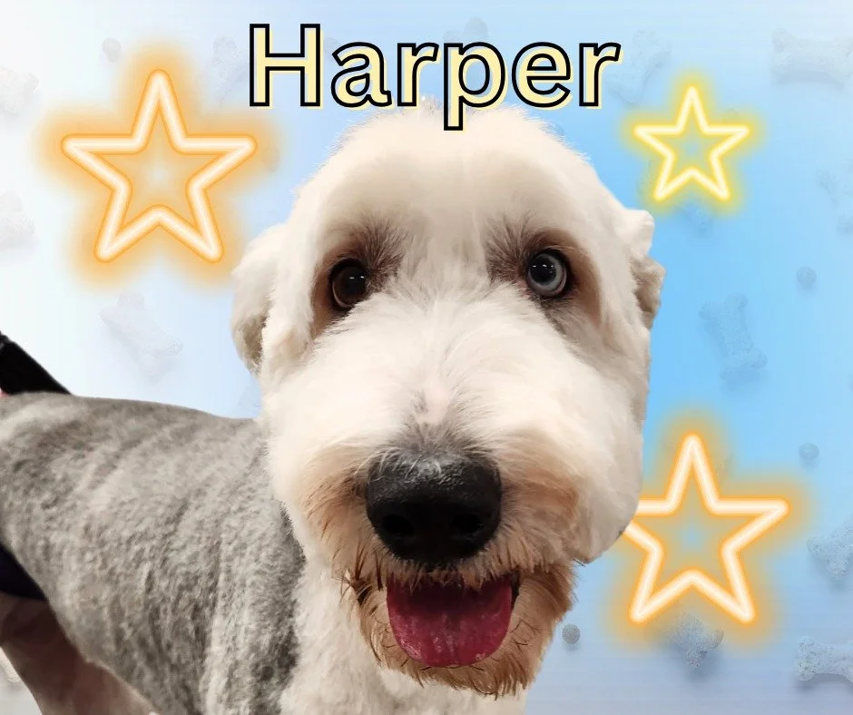 Meet Harper, the fabulous Old English Sheepdog, starring in today's Doggy Spotlight at Doggy Daydreamz! 🐶💖 

Fresh from a pampering grooming session, Harper is looking fluffier and more fabulous than ever! With her signature shaggy coat perfectly s