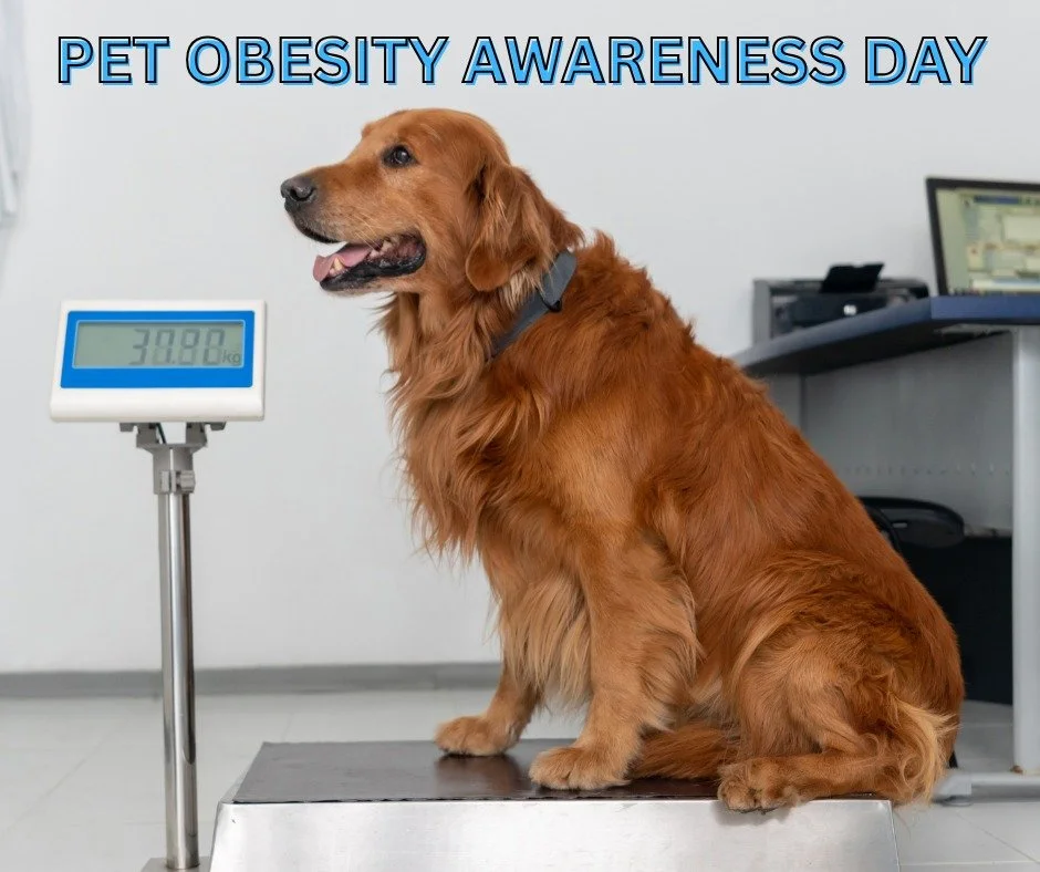 Pet Obesity Awareness Day🐾

Today, we&rsquo;re shining a light on an important topic: pet obesity. Maintaining a healthy weight is crucial for our furry friends&rsquo; longevity and quality of life. 

Here are a few tips to keep your pups in tip-top