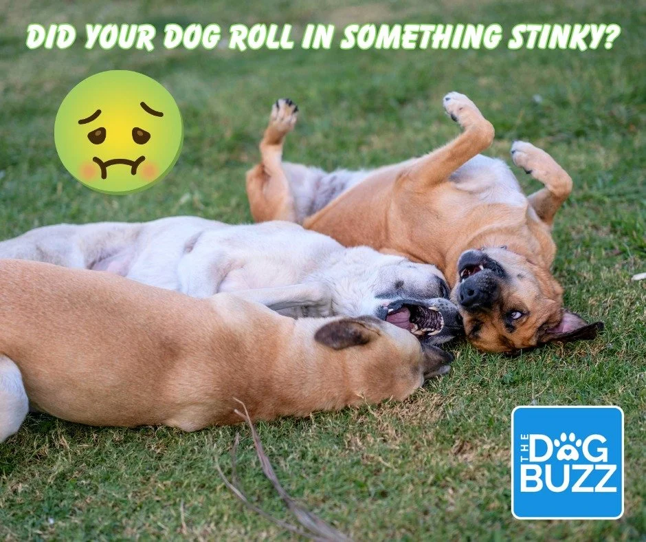 Does your furry friend have a bit of a stinky situation? 

We've got you covered! Check out our latest blog post, &ldquo;De-Stinking Your Dog: A Guide to Removing Foul Odors,&rdquo; for tips and tricks to keep your pup smelling fresh and fabulous. @t