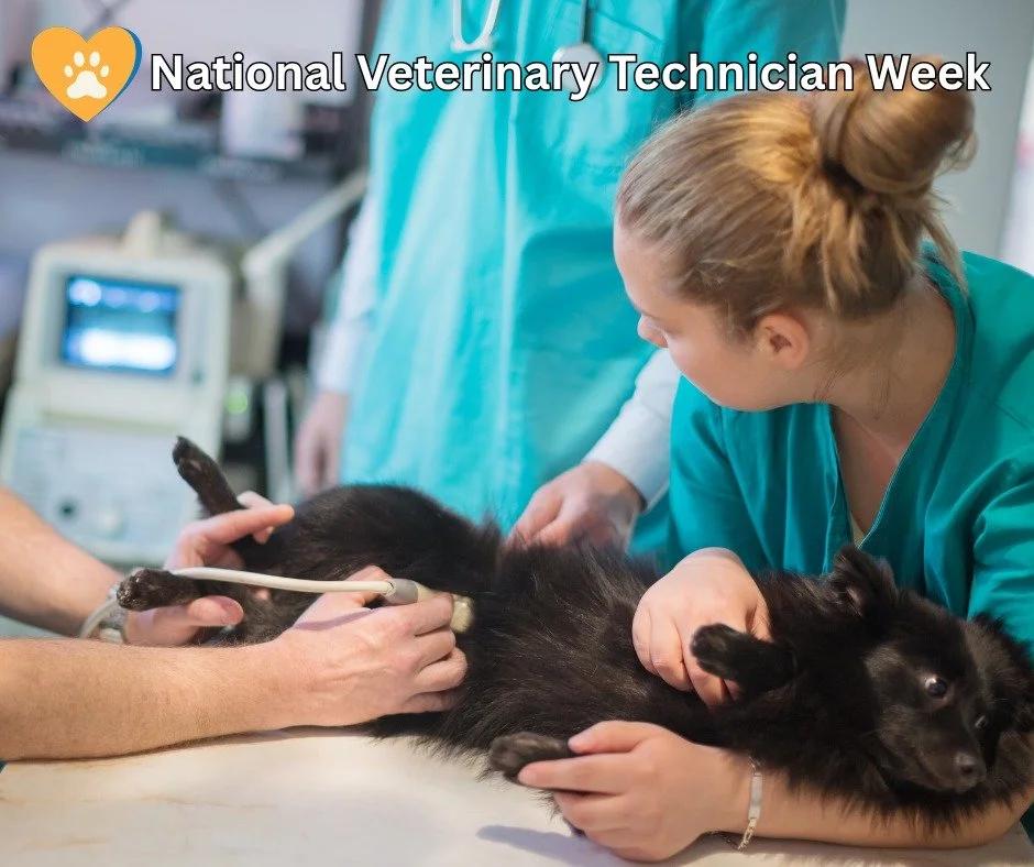🐾 National Veterinary Technician Week 🐾

At Doggy Daydreamz, we are pawsitively thrilled to celebrate the unsung heroes of animal care&mdash;vet techs! These compassionate professionals work tirelessly behind the scenes to ensure our furry friends 