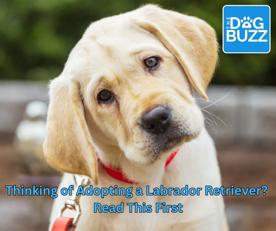 Thinking about bringing a furry friend into your family? Labrador Retrievers are among the most popular breeds, but are they the perfect match for you? Discover the pros and cons of owning a Lab in our latest blog post: &ldquo;Is a Labrador Retriever