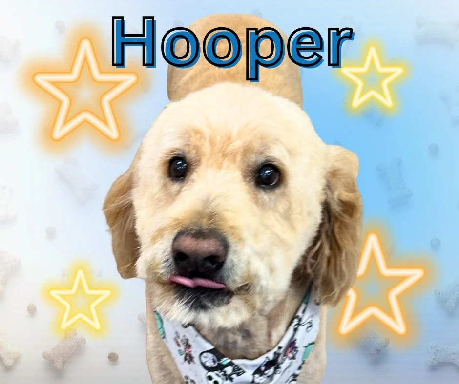 Say hello to today's Doggy Spotlight✨

We&rsquo;re pawsitively thrilled to introduce you to our charming star of the day, Hooper the Goldendoodle! After a fabulous pampering session at Doggy Daydreamz, Hooper is looking as dapper as ever with his fre