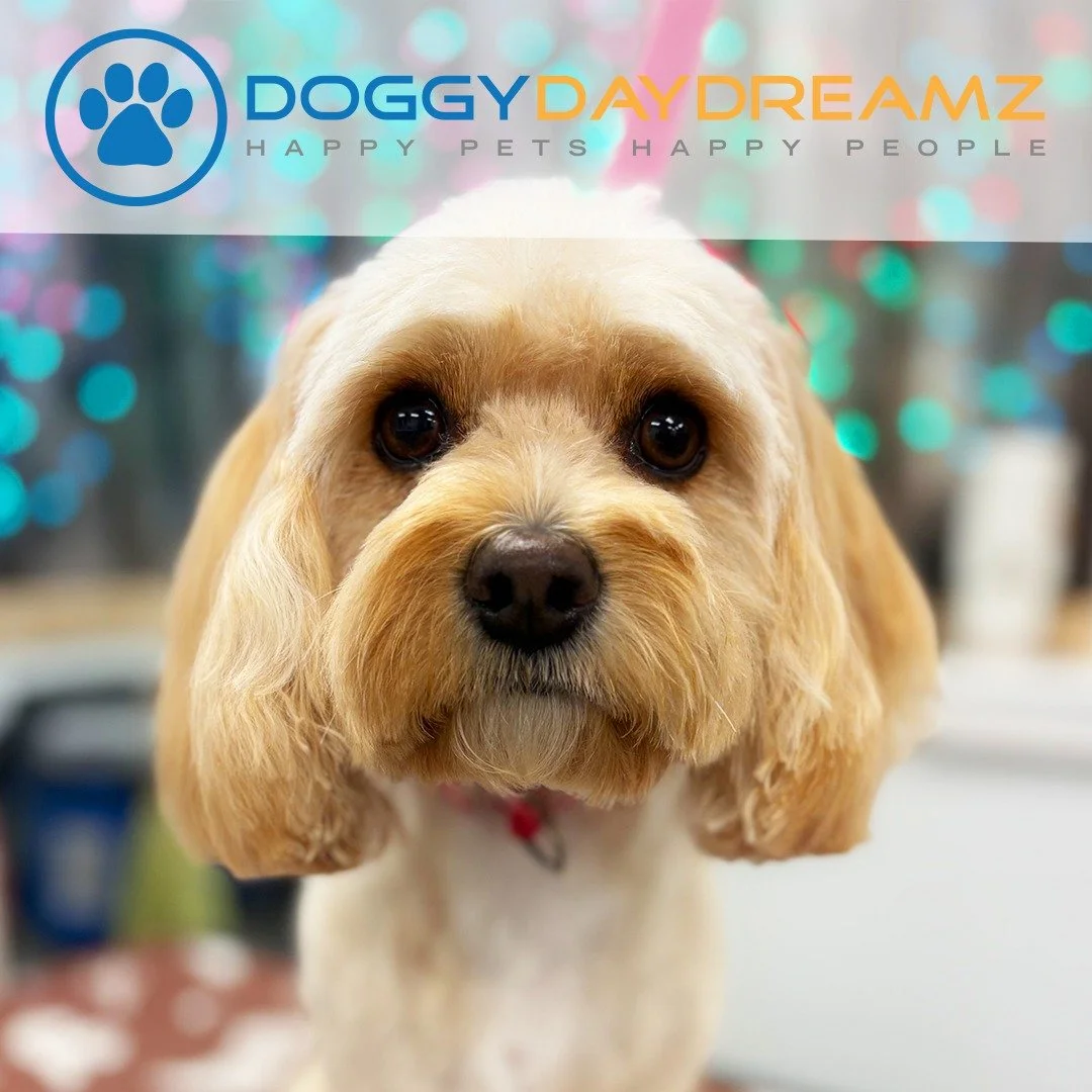 Happy Pets. Happy People. Experience the Doggy Daydreamz Difference
For 11 years, we&rsquo;ve helped dogs look great and feel even better.
From self-service baths to full-service grooms, our mission is simple &mdash; clean dogs, happy owners, and str