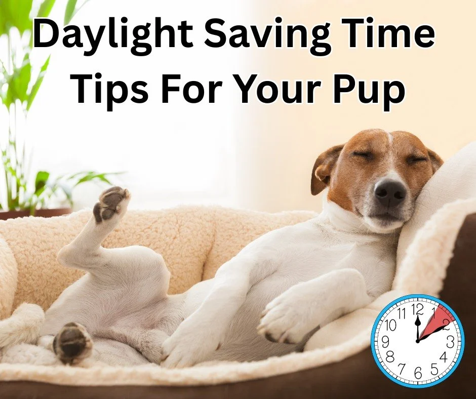 🕒 Is your furry friend ready for the clocks to change? Our latest blog post on The Dog Buzz, &quot;Daylight Saving Time and Your Dog: Tips for a Smooth Transition,&quot; is here to help! 

Discover expert advice on easing your dog's adjustment to th