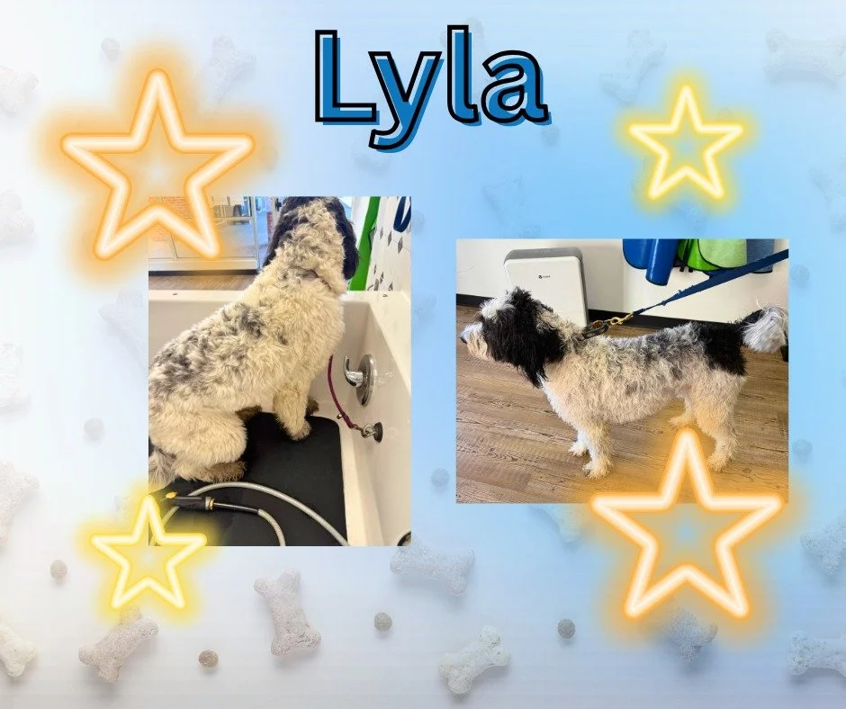 Sweet Lyla stopped by Doggy Daydreamz after a muddy adventure &mdash; and wow, did she have fun! 😄 She dove right into our self-service tubs to wash off all that dirt and came out looking (and smelling) absolutely pawfect. ✨

Check out the transform