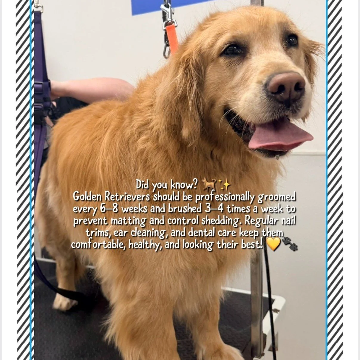 Did you know Golden Retrievers should be professionally groomed every 6-8 weeks? Drop your Dog's Breed in the comments below and we'll share grooming tips and fun facts about them next!
#GroomingTips #goldenretriever #dddogwash #DoggyDaydreamz  #dogg