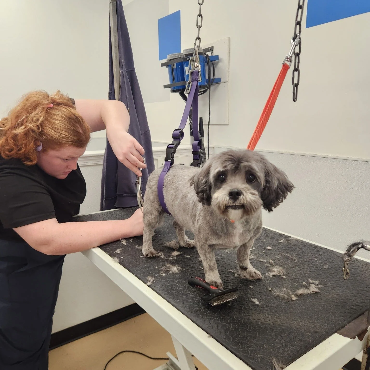 Booking your dog's next spa day has never been easier, check out our online booking... https://www.dd-dogwash.com/book
or call us at 610-705-4982

Dog grooming is more than just a job for us- it's a mellow, low-stress vibe where trust comes first and