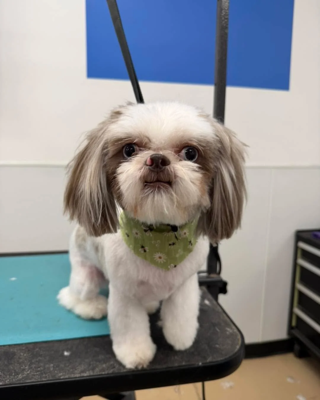 Calm dogs don&rsquo;t happen by accident 💕
A quiet grooming table, gentle handling, and lots of patience make all the difference. When pups feel safe, they relax&mdash;and it shows. These sweet faces say it all 🐶✨

#dddogwash #doggroom #doggydaydre