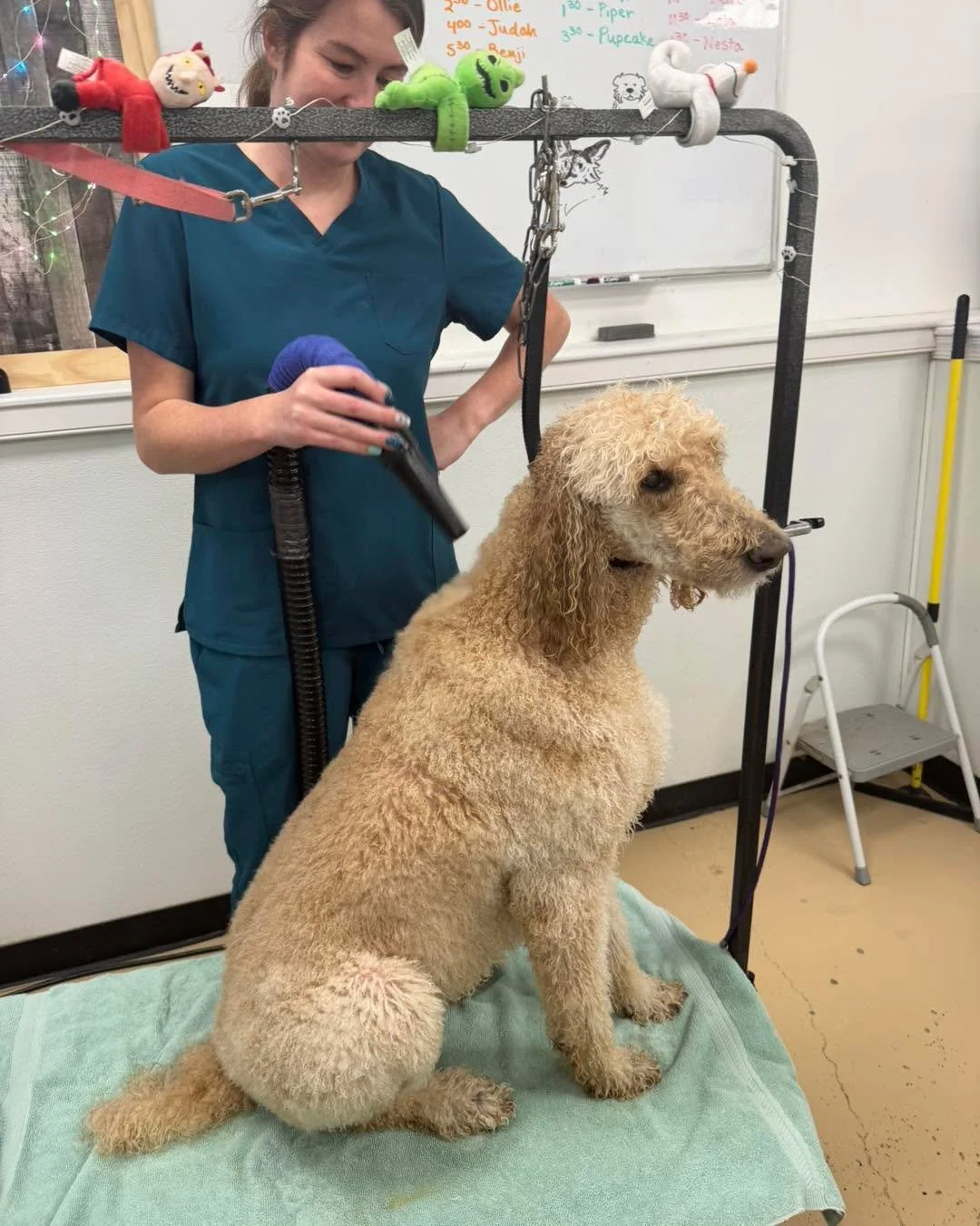 The many phases of grooming starring the sweetest girl, Bella 💕🐾

✨ Phase 1: The &ldquo;Hi bestie!&rdquo; tail wags
🛁 Phase 2: The &ldquo;Wait&hellip; we&rsquo;re getting a bath?!&rdquo; 
🫧 Phase 3: The dramatic shampoo stare 
💨 Phase 4: The blo
