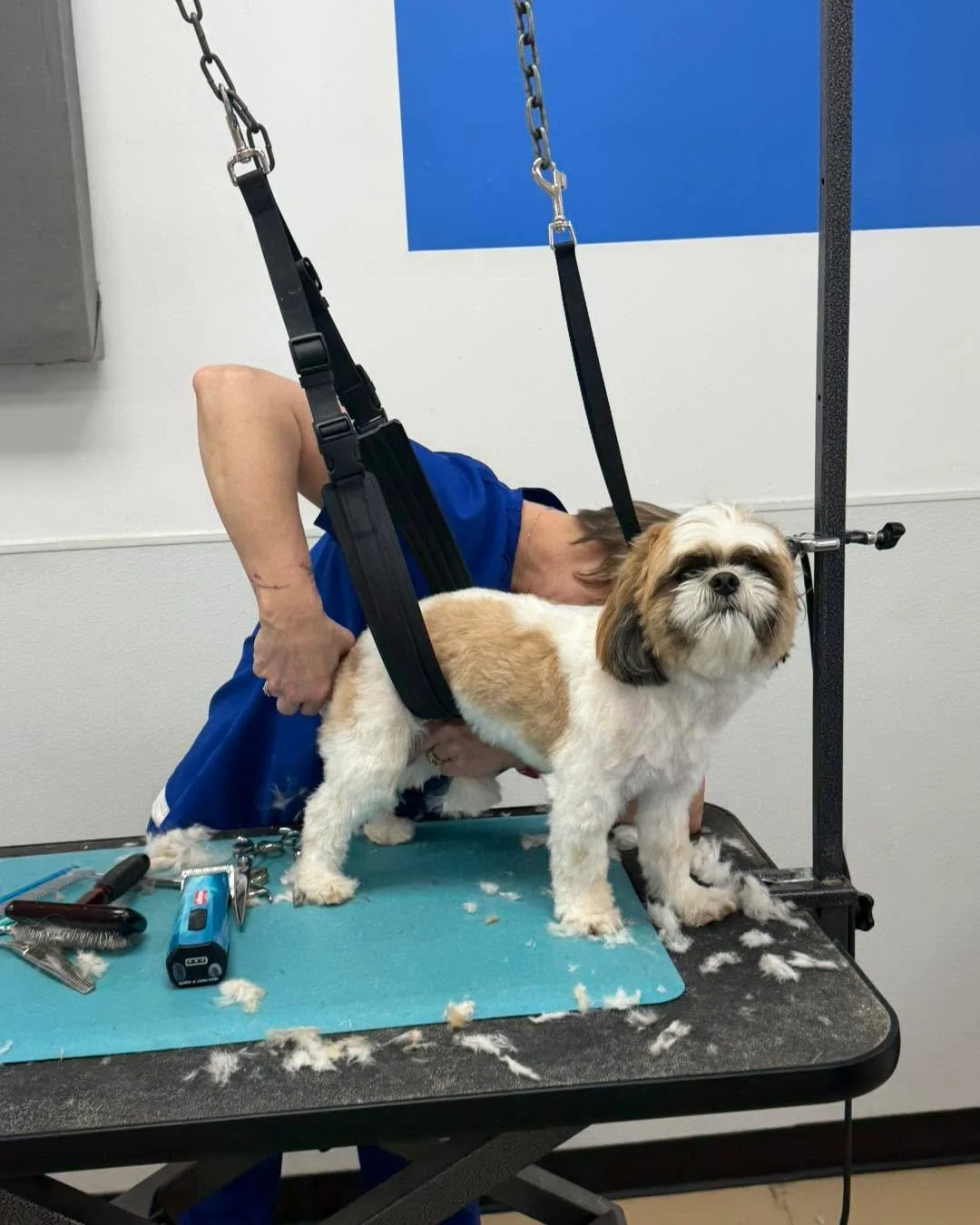 Today&rsquo;s dogs on the table 🐶✨ such a good group! So much patience, so many wagging tails, and lots of love poured into every groom. Grateful for these sweet faces ☺️

Schedule your next appointment online at https://www.dd-dogwash.com/book
Or c
