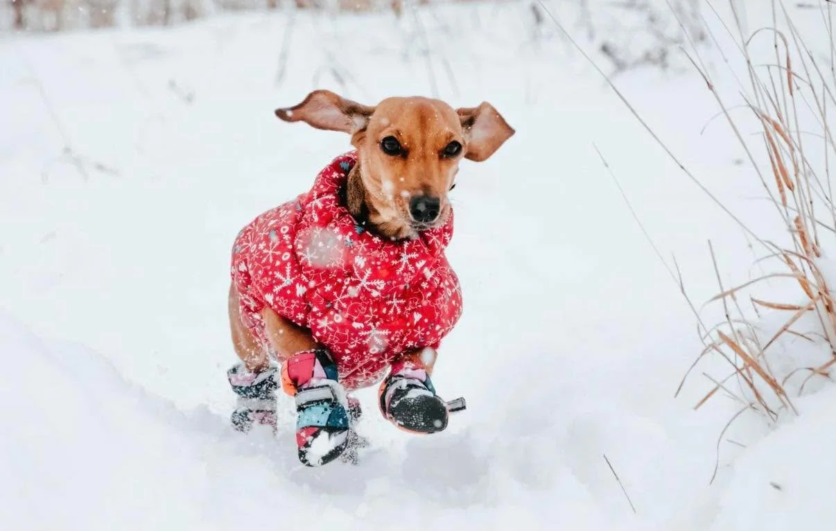 ❄️ Weather Update ❄️
Due to the incoming snowstorm, Doggy Daydreamz will be CLOSED this Sunday, and we are tentatively planning to remain closed Monday as well for the safety of our clients, pups, and staff.

We&rsquo;ll continue to monitor the weath