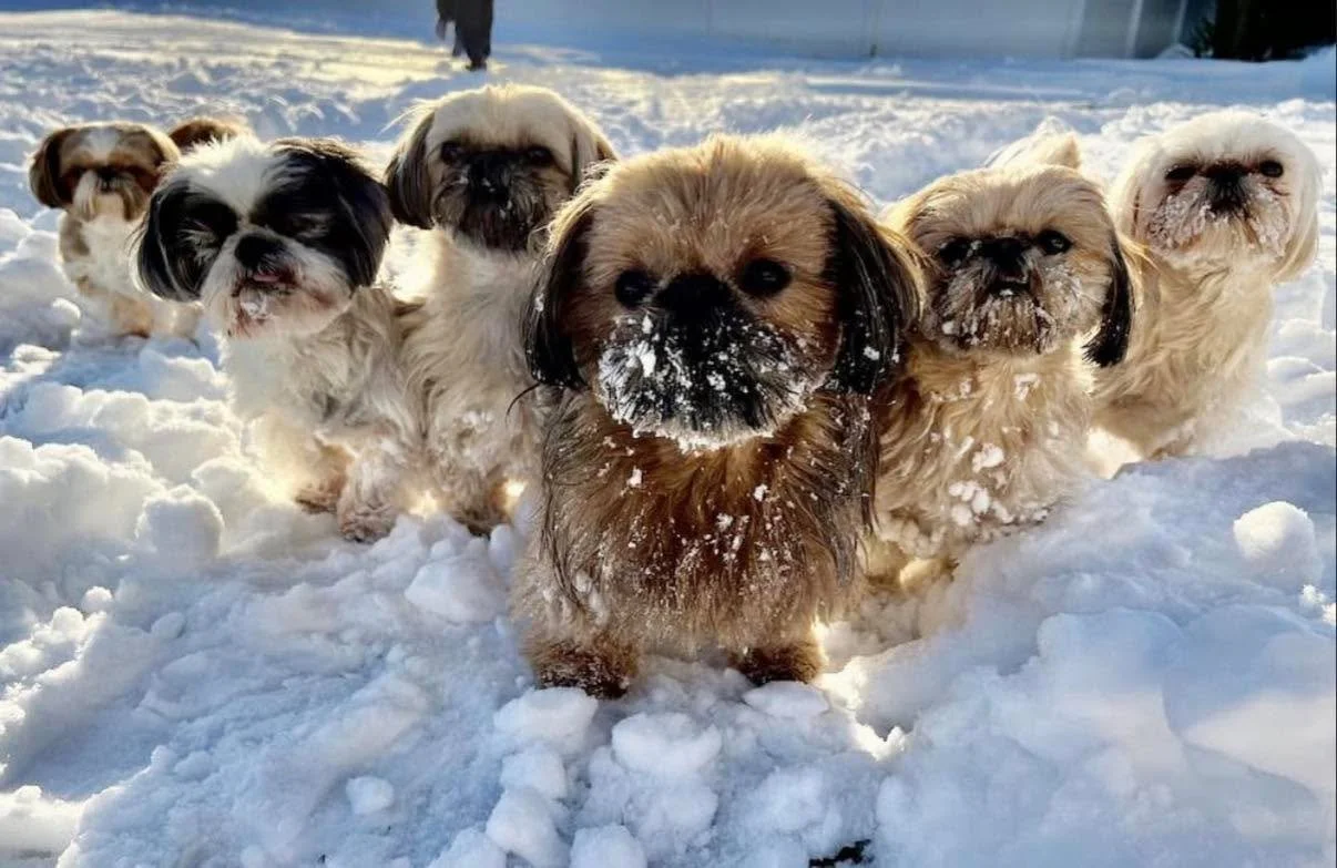 ❄️ Weather Closure Notice ❄️

Due to winter weather conditions and for the safety of our staff and pups, Doggy Daydreamz will be CLOSED tomorrow, Monday, January 25th. 

We appreciate your understanding and we hope everyone is warm and safe.