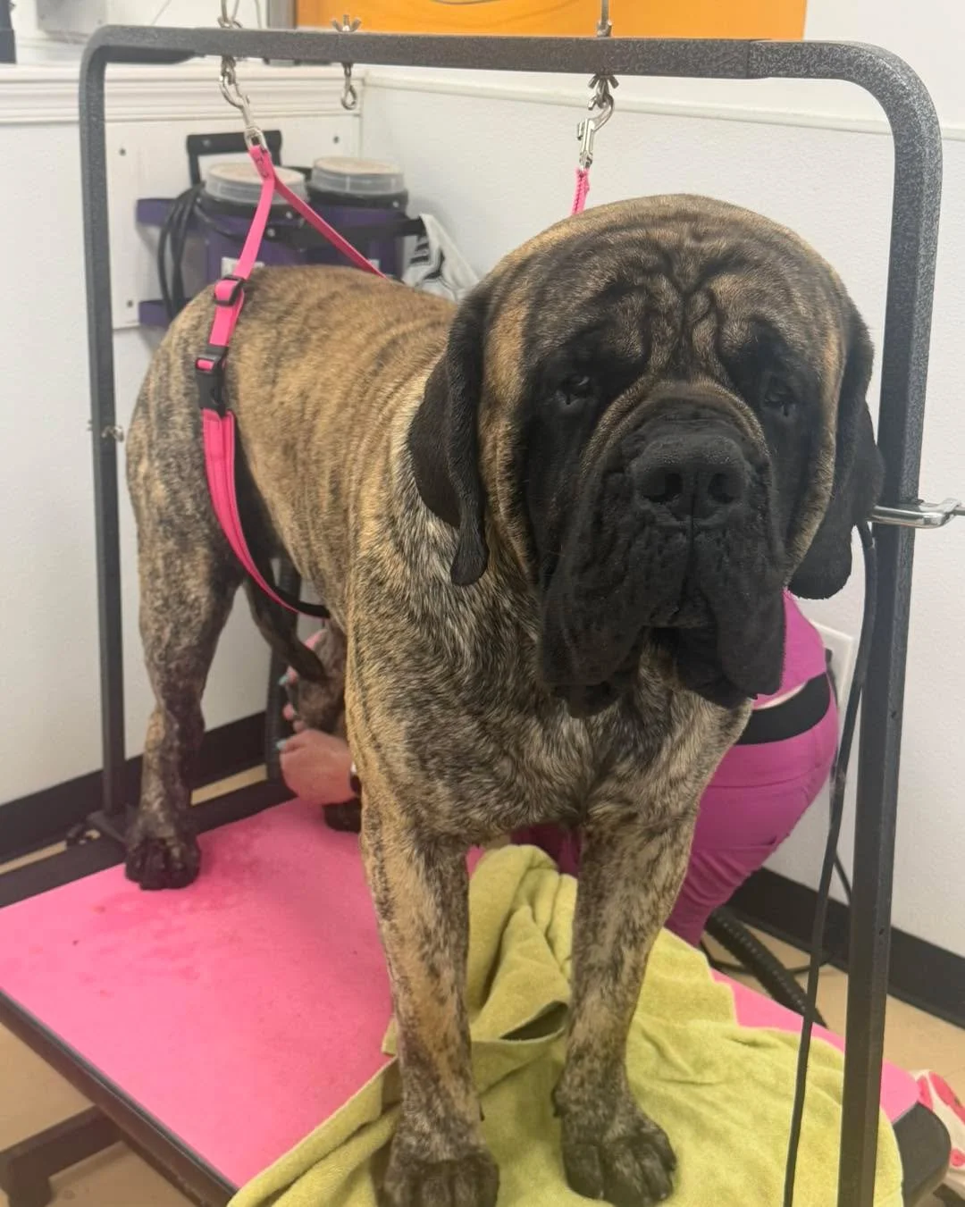 From gentle giants to tiny fluffballs 🐶✂️
We groom every kind of dog&mdash;big dogs, small dogs, and everything in between.
No size limits, no breed bias&hellip; just clean, happy pups leaving our shop 💛

Book your appointment online at:
https://ww