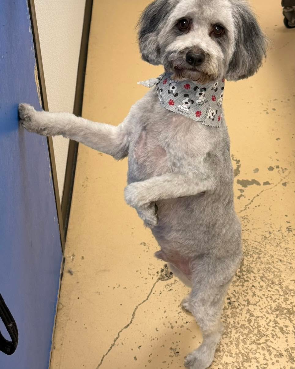 That moment when your groom is finally done and you&rsquo;re sitting pretty, just waiting for your human to come take you home 🐶

#dddogwash #doggydaydreamz #cologiopets #FreshGroom #GroomedAndReady #FluffyDog #CleanPup #DogGroomingLife #PamperedPup