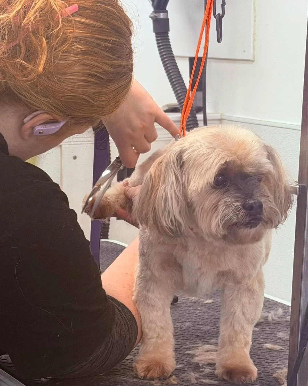 Huge shoutout to one of our top groomers, Sophia, for consistently delivering flawless grooms&mdash;and let&rsquo;s talk about those paw trims 😍
Clean pads, smooth edges, and comfy steps make a big difference for our pups. These little details are e