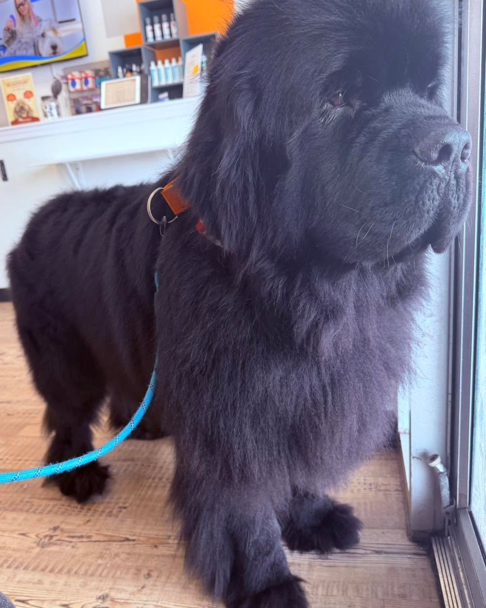 Meet Tango 🖤🤍 &mdash; our gentle giant Newfoundland!
All cleaned up, fluffed out, and ready to go home looking like the majestic bear he is 🐻&zwj;❄️✨
We love our big fluffy clients!

At Doggy Daydreamz, every groom is about comfort, care, and conf
