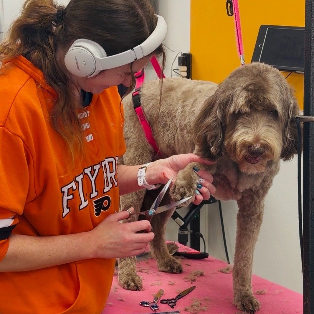 Busy day in the grooming room!
Today was one of those days we love-full schedule, lots of wagging tails, and all different all different kinds of pups getting the care they deserve. From big fluff to little scruff, every dog is left feeling fresh, co
