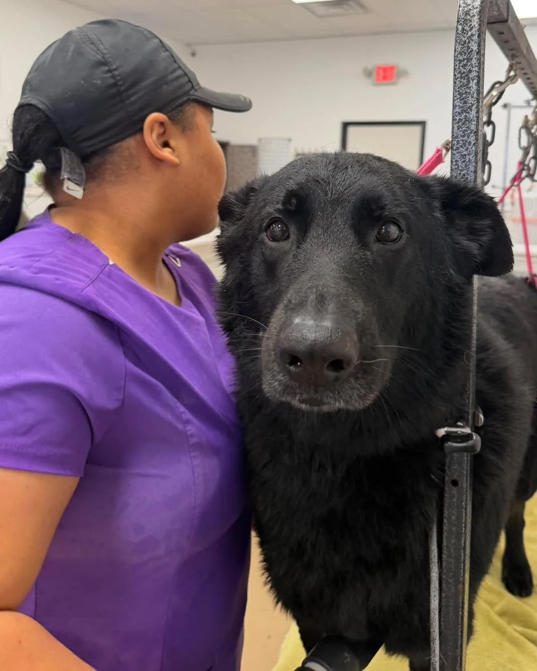 🐶 SHEdding driving you crazy? We&rsquo;ve got the fix. 

If your house looks like it&rsquo;s growing a second dog&hellip; it&rsquo;s time for a professional de-shedding bath 🐕💨

Our de-shedding service helps:
✔️ Remove loose undercoat safely
✔️ Re