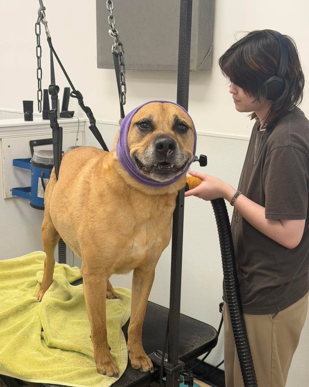Why do dogs always strike a pose on the grooming table?

Because they feel the difference.

Fresh bath.
Deshed done.
Nails trimmed.
Fluff blown out.

And suddenly they&rsquo;re standing taller like,
&ldquo;Go ahead&hellip; take the picture.&rdquo; 📸