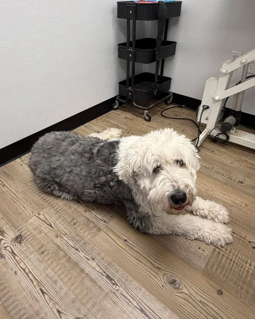Old English Sheepdog&rsquo;s glow-up! 🐶💫
➡️ BEFORE: All fluff, no function &mdash; matted and overdue for some TLC
➡️ DURING: The de-shed, brush-out, and precision trim in action ✂️
➡️ AFTER: Fresh, clean, and feeling like a whole new pup 🛁🤍

Thi