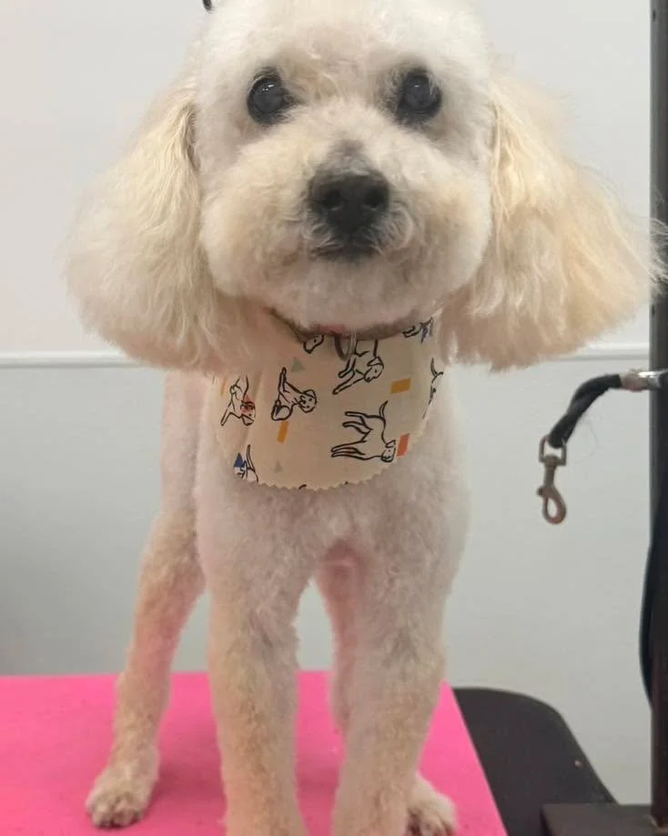 Meet Bogie the Bichonpoo, he came in looking like a fluff storm and left looking like a total gentleman 💙✂️
Fresh face, clean paws, and that cloud-soft coat we can&rsquo;t stop cuddling. Who else thinks he knows how handsome he is? 😍🐾

#dddogwash 