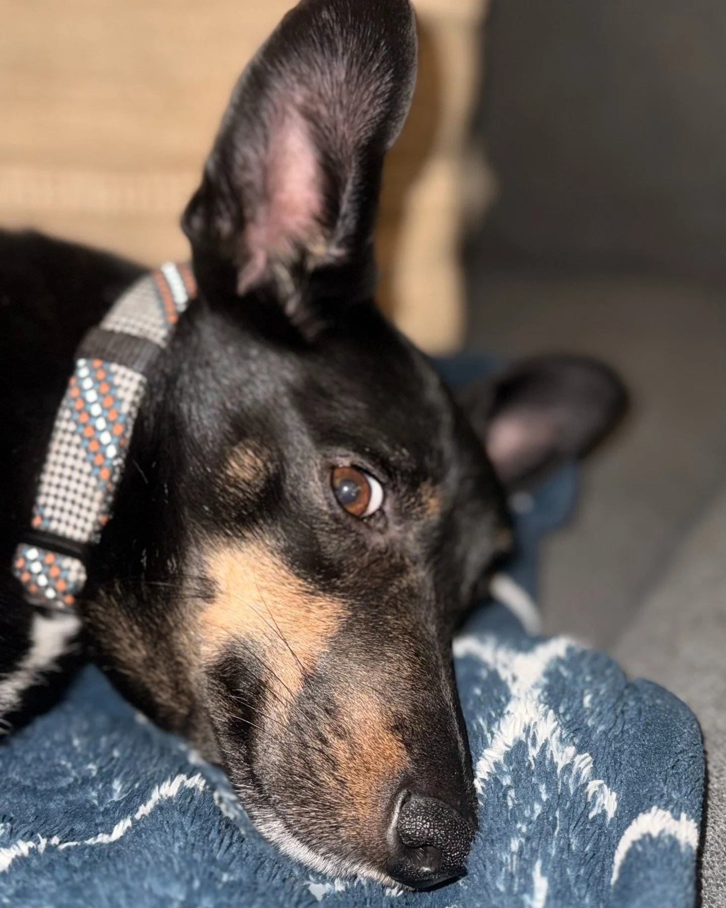 ❗Doggy Daydreamz will be CLOSING early February 22, 2026 ❗
Due to the weather forecast for today, we will be closing early at 2:00 PM.
Updates regarding opening tomorrow, 2/23 will be posted here or you can call the salon at 610-705-4982. 
Stay safe 