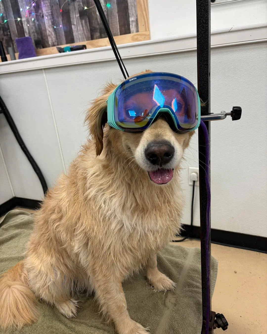 🐾 Weather Update 🐾

Doggy Daydreamz will be opening today at 12:00 PM due to the weather.
Thank you for your understanding, and we can&rsquo;t wait to see all our furry friends this afternoon! 💛

Please feel free to call the salon with any concern