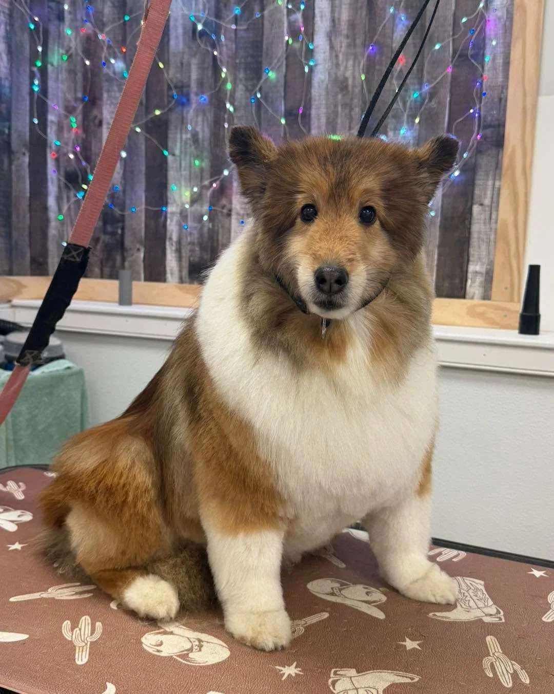 Nick &amp; Bentley visited for their grooming appointment yesterday ✂️🐾

These Shetland Sheepdog brothers received a full bath, blowout, brush-out, nail trim, and tidy. Both boys were wonderful for the process and left looking clean, neat, and comfo