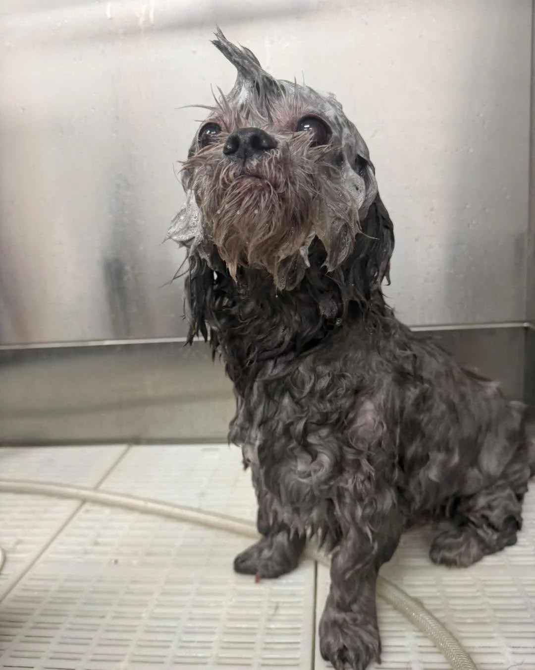 Mr. Eeyore getting himself a blueberry facial mohawk!!! He&rsquo;s such a good boy 🐶

#dddogwash #cologiopets #doggydaydreamz 
#blueberryfacial #blueberryfacialfordogs #doggroomingsalon #bathtimedogs