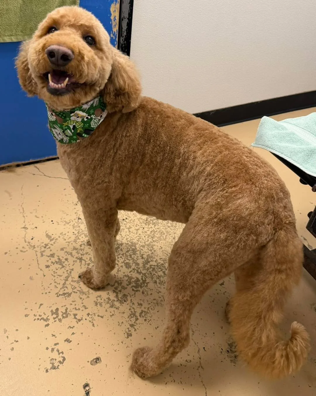 Goldendoodles come in so many shapes and sizes &mdash; and we love every single one! 🐶✨
From tiny minis to big, huggable standards, each doodle has their own unique look, coat, and personality. Some are curly, some are wavy, some are fluffy teddy be