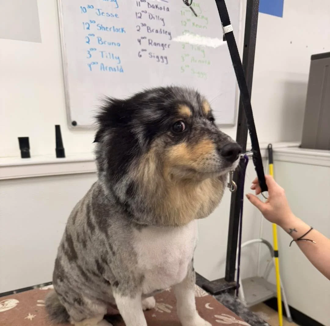 This face says everything. Quote this picture, comment wrong answers only down below ⬇️ 

‼️ Best comment gets a free nail trim on the house ‼️ 

#dddogwash #cologiopets #doggydaydreamz #doggroomingsalon #freenailtrim #wronganswersonly #funnypets #do