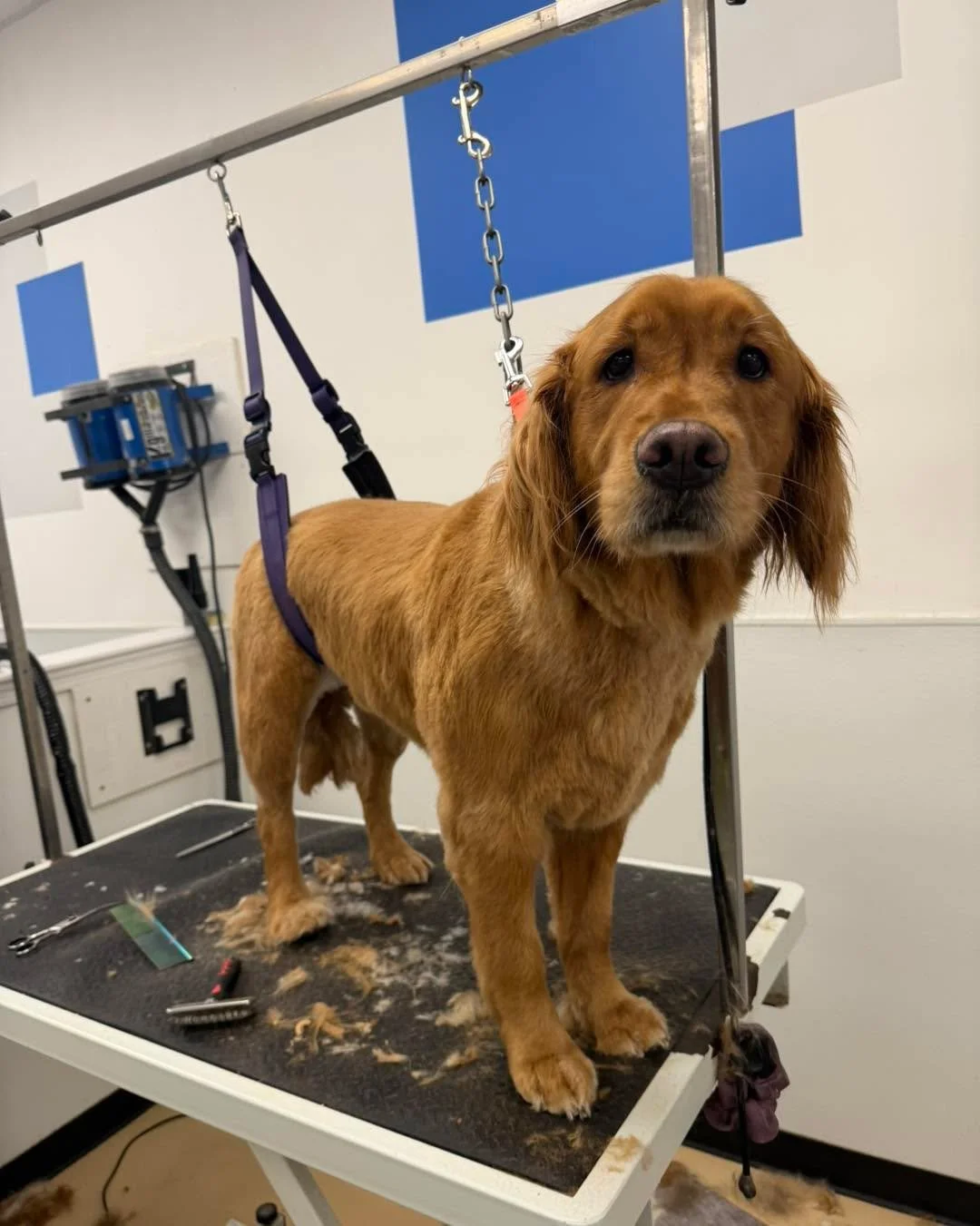 Caught these pups mid-groom&hellip; and the side-eye is strong today. 👀🐶

Book your next grooming appointment on our website at https://www.dd-dogwash.com/book
Or call the shop at 610-705-4982

#dddogwash #cologiopets #doggydaydreamz 
#DogGrooming 